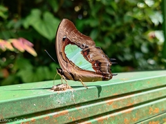 Polyura hebe