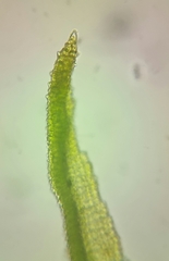 Didymodon sinuosus