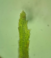 Didymodon sinuosus