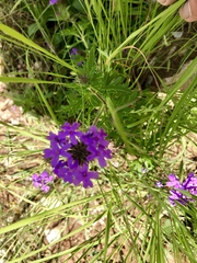 Glandularia wrightii