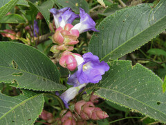 Strobilanthes callosa
