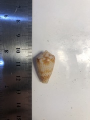 Conasprella perplexa