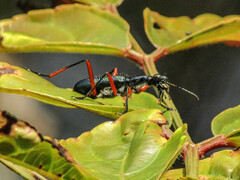 Neocollyris