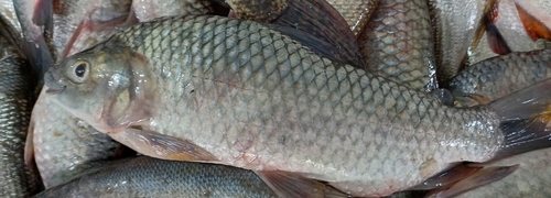 Pacific bocachico (Ichthyoelephas humeralis) — Prochilodontidae — 4