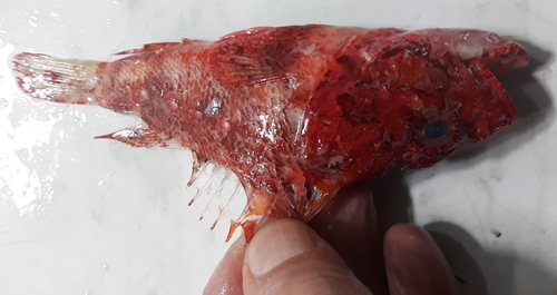 Slender rockfish (Scorpaena elongata) — Scorpaenidae — 3
