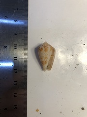 Conasprella perplexa