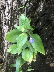 Achetaria azurea