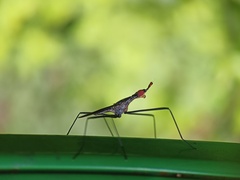 Neriidae