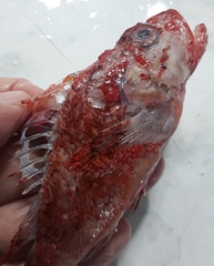 Scorpaena