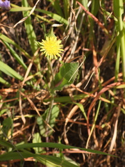 Urospermum picroides