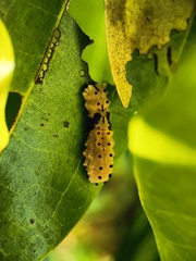 Pompelon marginata