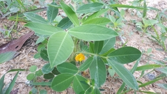 Arachis hypogaea
