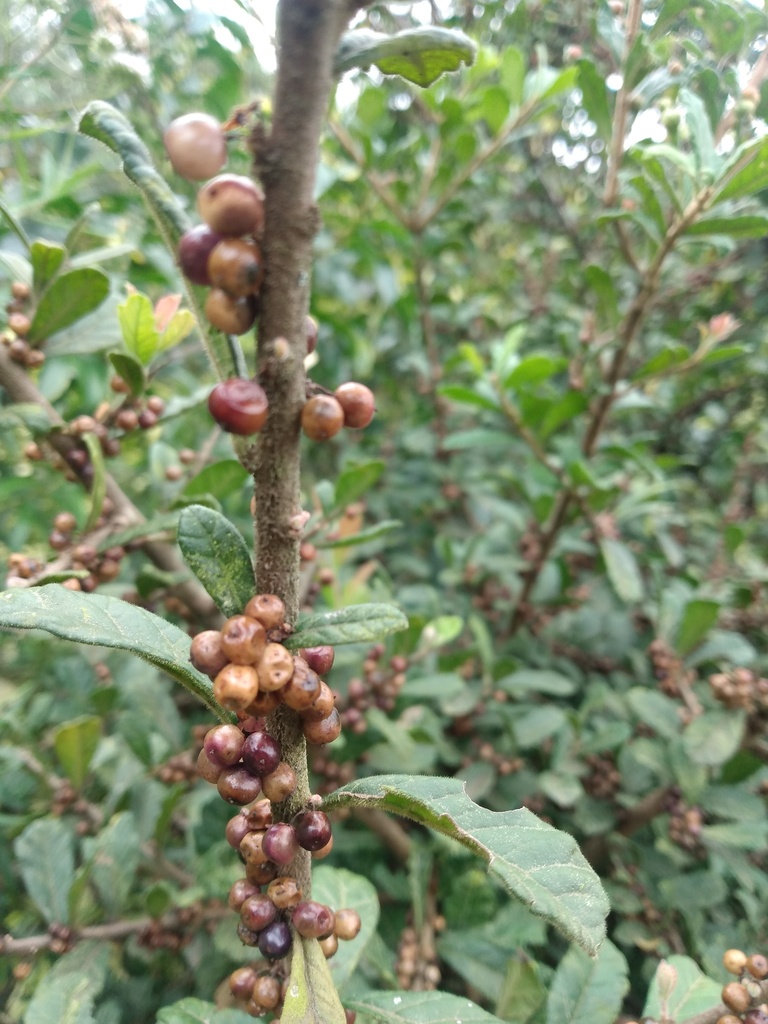 Schinus spinosa