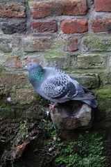 Columba livia domestica