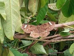 Erebus hieroglyphica