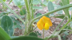 Arachis hypogaea