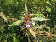 Hygrophila auriculata
