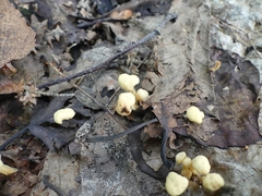 Cudonia lutea