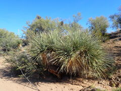 Nolina bigelovii