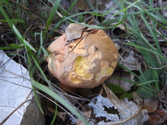 Rheubarbariboletus persicolor
