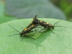 Eretmocera impactella