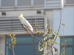 Cacatua sulphurea
