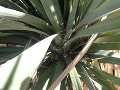 Nolina bigelovii