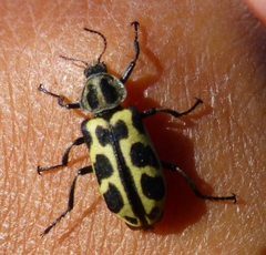 Astylus atromaculatus