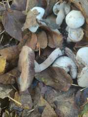 Agaricus sylvaticus