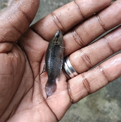 Pseudosphromenus dayi