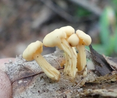 Cudonia lutea