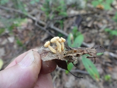 Cudonia lutea