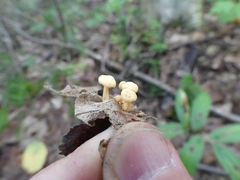 Cudonia lutea