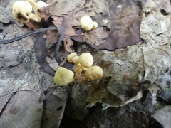 Cudonia lutea