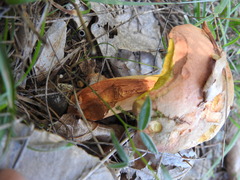 Rheubarbariboletus persicolor