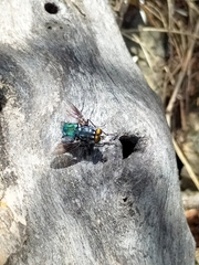 Calyptratae