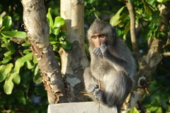 Macaca fascicularis