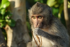Macaca fascicularis