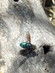 Calyptratae