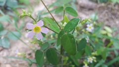 Oxalis barrelieri