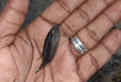 Pseudosphromenus dayi