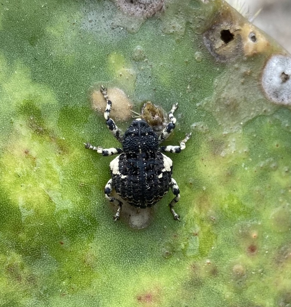Gerstaeckeria hubbardi