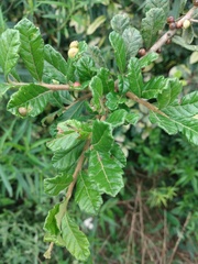Schinus spinosa