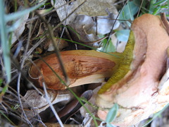 Rheubarbariboletus persicolor