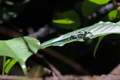 Emoia caeruleocauda