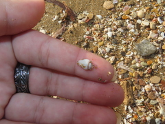 Neogastropoda