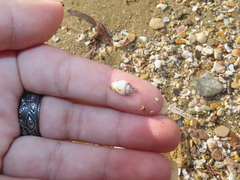 Neogastropoda