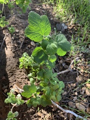 Ribes indecorum