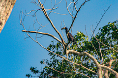 Lophoceros fasciatus