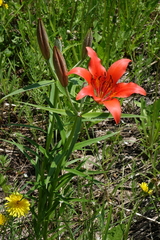 Lilium pensylvanicum